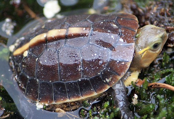 Gelbrandscharnierschildkröte-Cuora flavomarginata