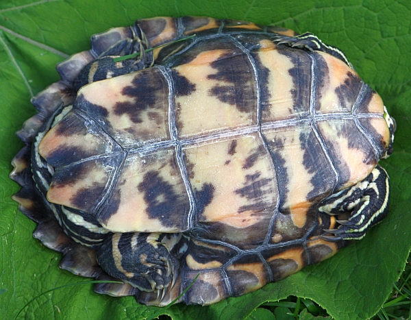 Prachthöckerschildkröte-Graptemys oculifera