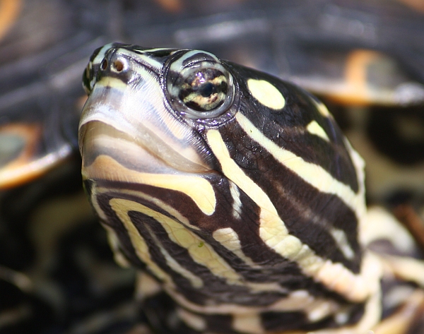 Weibchen der Prachthöckerschildkröte - Graptemys oculifera