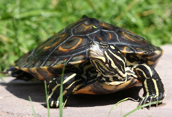 Prachthöckerschildkröte-Graptemys oculifera