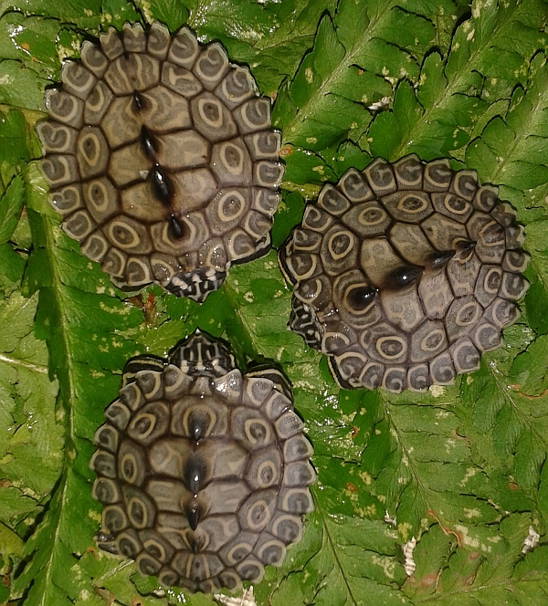 Schlüpflinge der Prachthöckerschildkröte-Graptemys oculifera