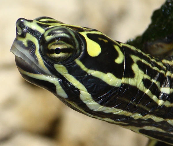 Männchen der Prachthöckerschildkröte-Graptemys oculifera