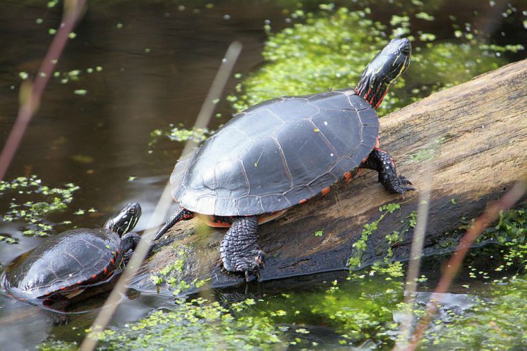 Haltung Schildkrötenteiche
