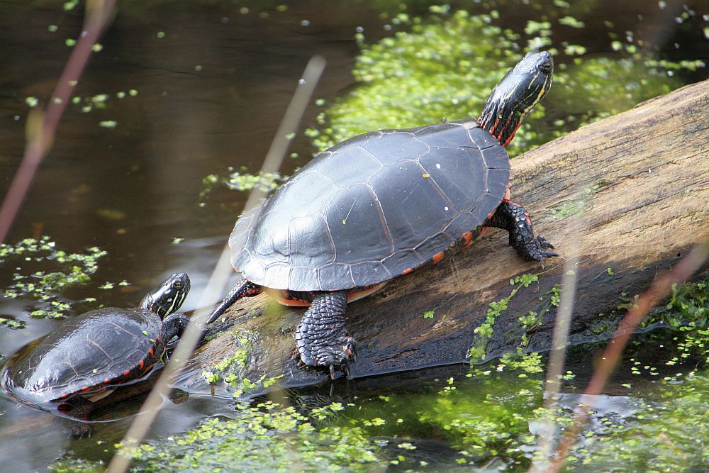Haltung von Wasserschildkröten im Gartenteich