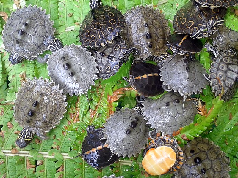 Eigene Schildkröten Nachzuchten abzugeben