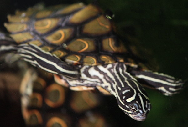 Prachthöckerschildkröte-Graptemys oculifera