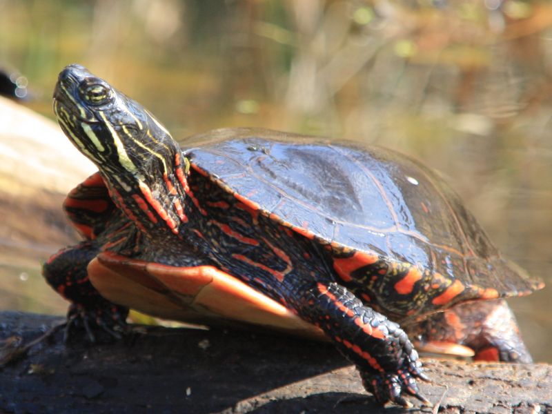 Mittelländische Zierschildkröte - Chrysemys picta marginata