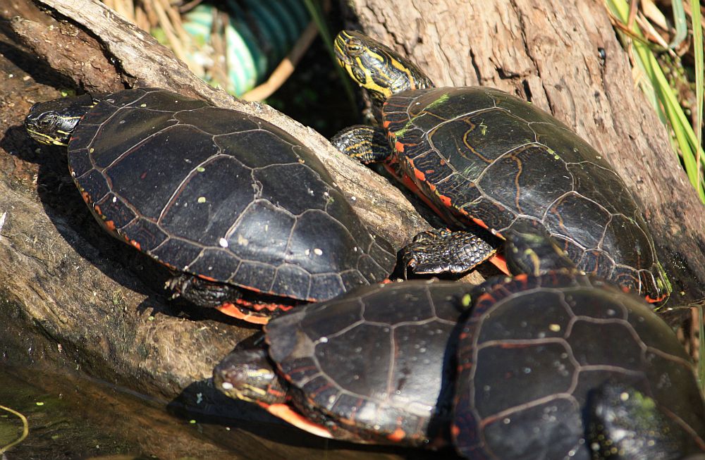 Die Zierschildkröten beim Sonnenbad