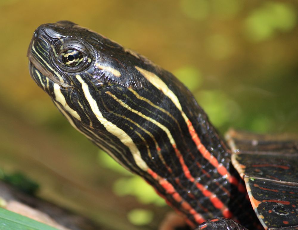 Mittelländische Zierschildkröte - Chrysemys picta marginata