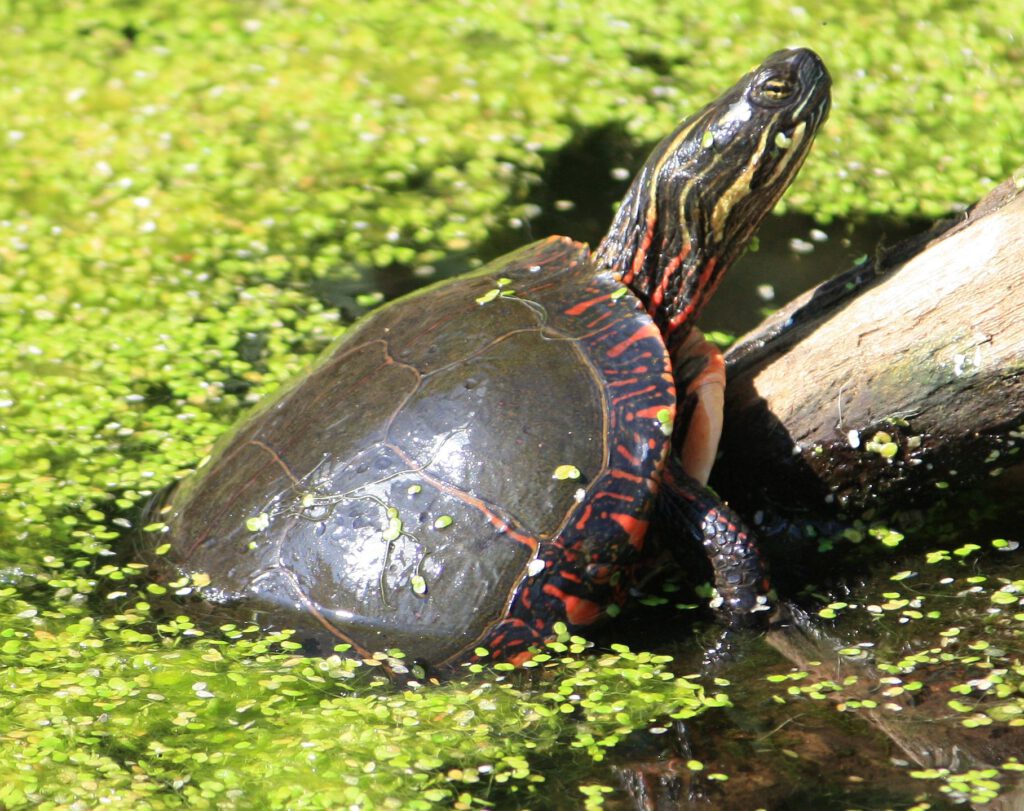 Mittelländische Zierschildkröte - Chrysemys picta marginata