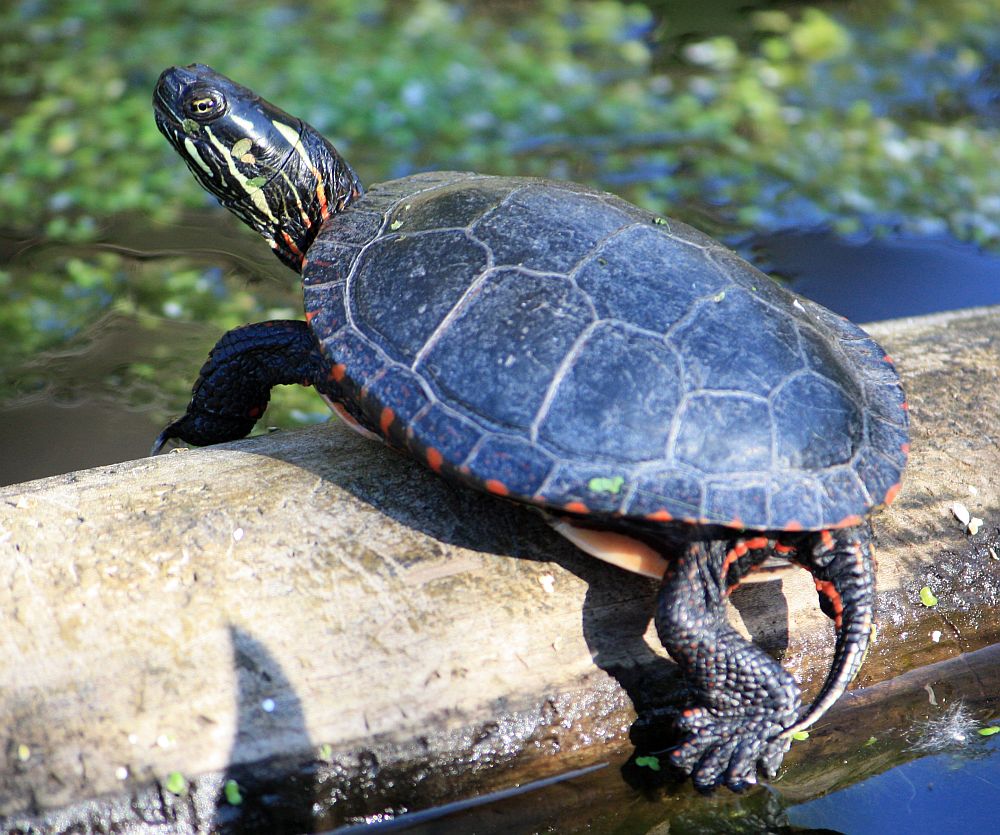 Männchen der Mittelländischen Zierschildkröte - Chrysemys picta marginata