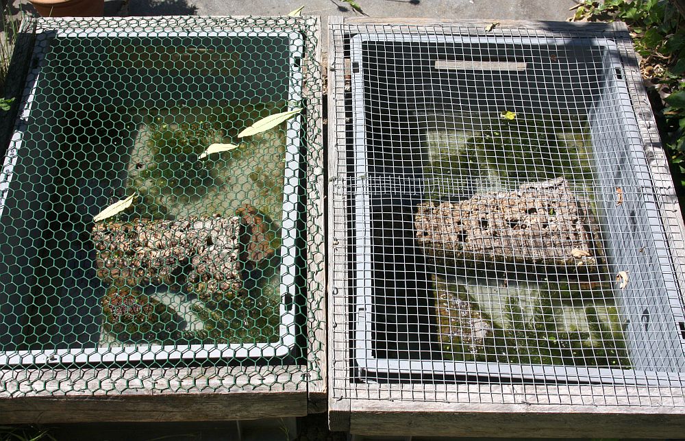 Freiland - Aufzuchtbehälter für Wasserschildkrötenschlüpflinge