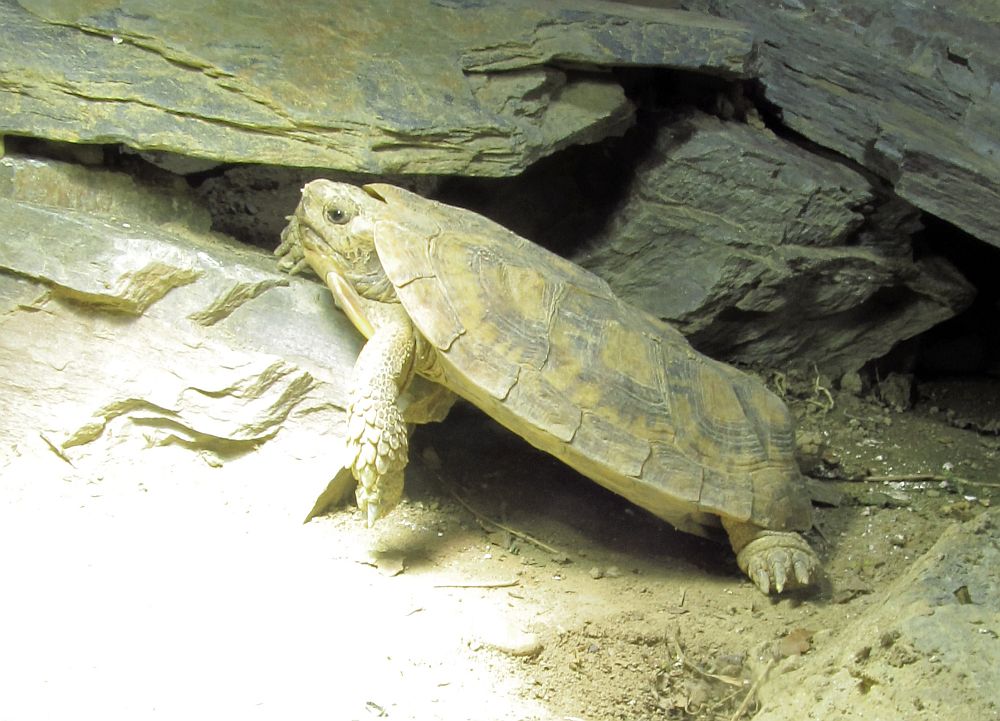 Spaltenschildkröte - Malacochersus tornieri