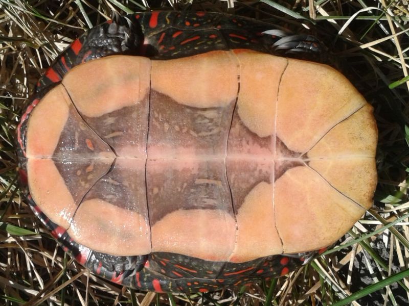 Bauchzeichnung der Mittelländischen Zierschildkröte - Chrysemys picta marginata