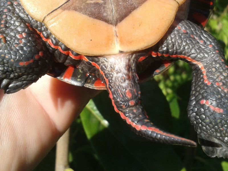 Männchen der Mittelländischen Zierschildkröte - Chrysemys picta marginata - Gut erkennbar auch die dickere Schwanzwurzel und die weit hinter dem Panzerrand liegende Kloake