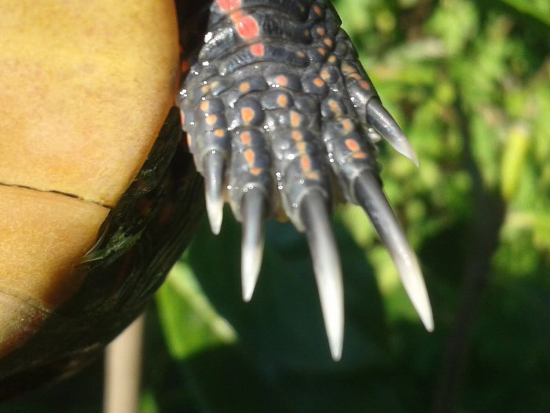 Männchen der Mittelländischen Zierschildkröte - Chrysemys picta marginata