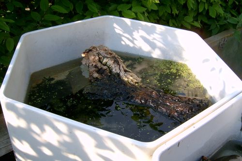 Hydrokulturbehälter eignen sich hervorragend zur Freilandaufzucht von Wasserschildkrötenschlüpflingen
