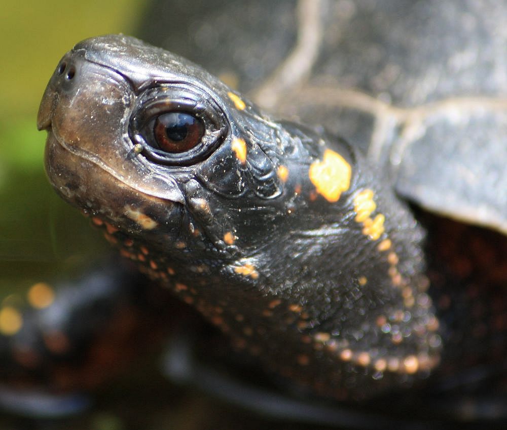 Tropfenschildkrote Schildkrotenteiche