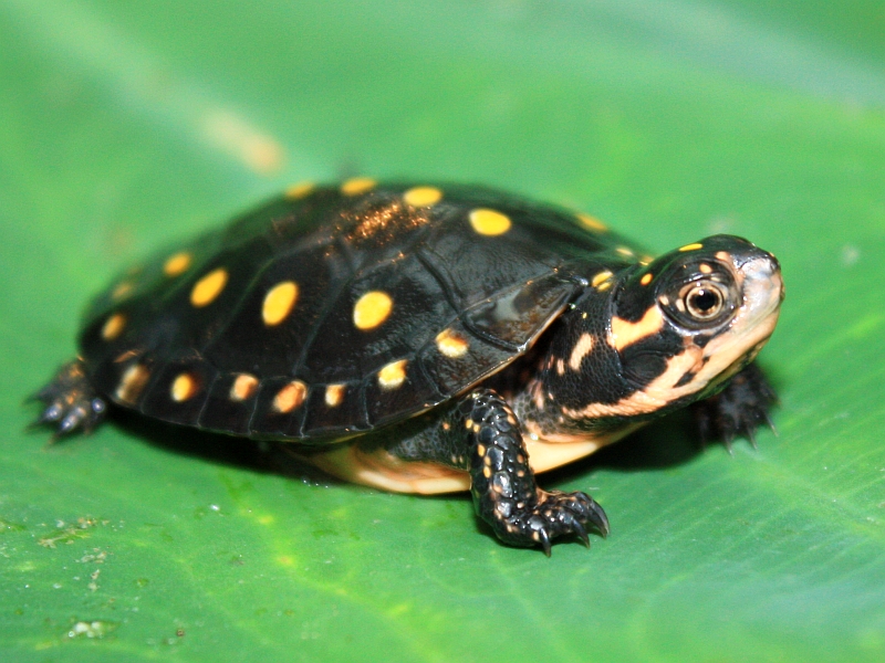 Tropfenschildkrote Schildkrotenteiche