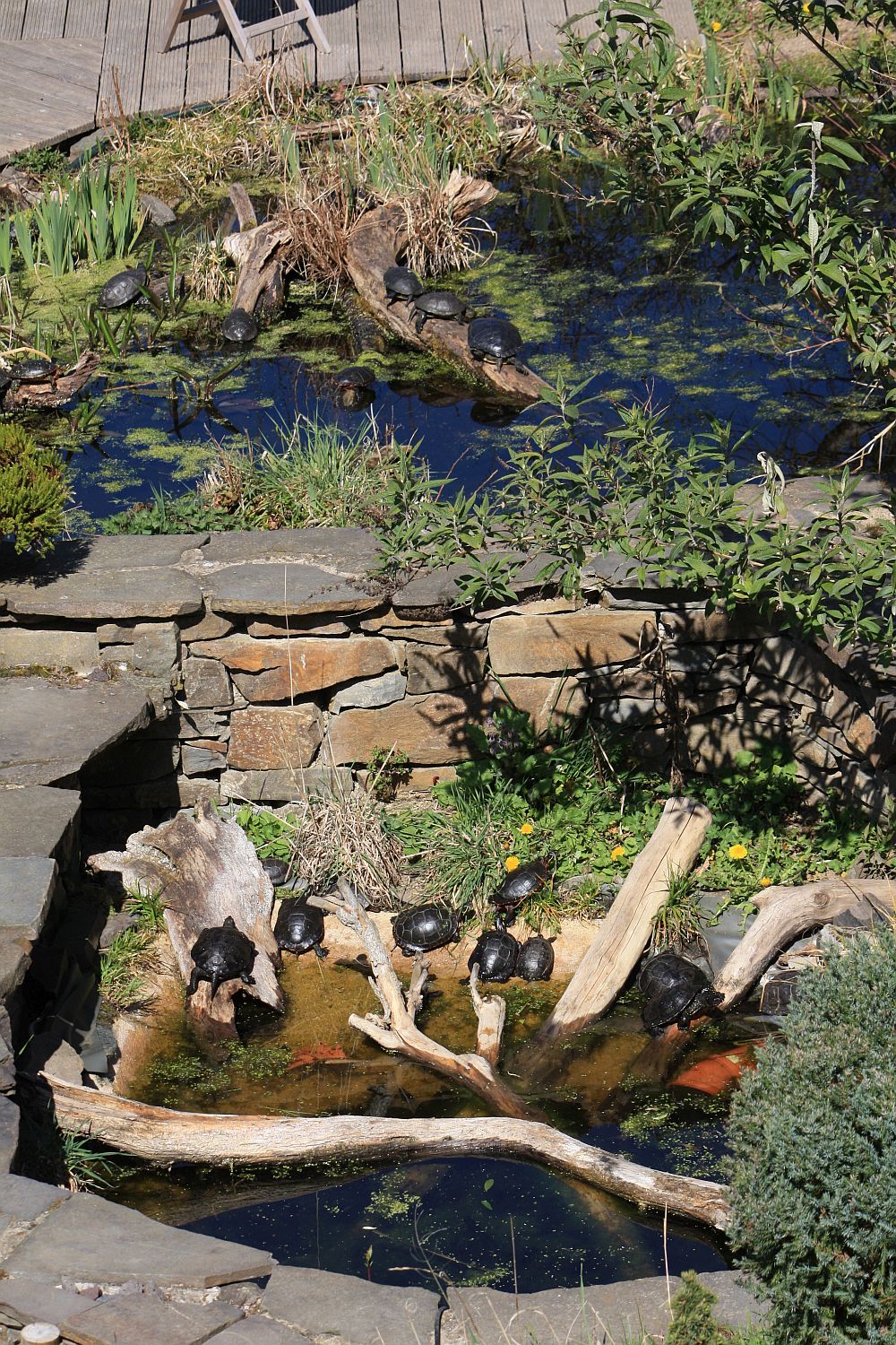 Schildkrötenteich Freilandanlage für Wasser und Sumpfschildkröten
