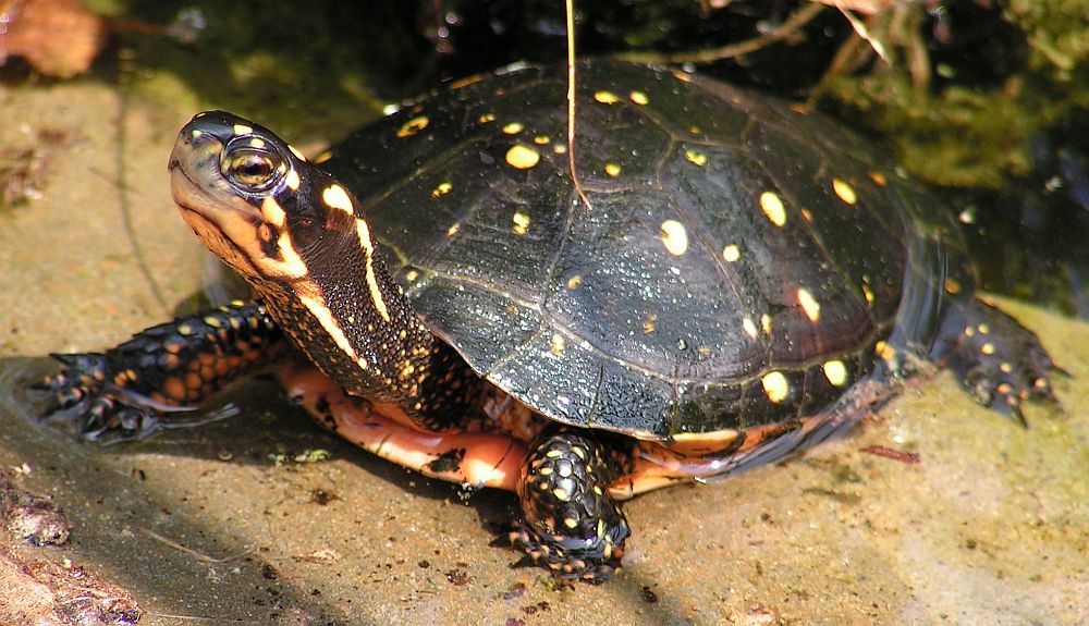 Tropfenschildkröte-Clemmys guttata