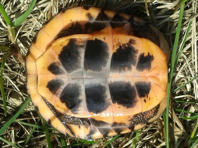 Tropfenschildkröte-Clemmys guttata