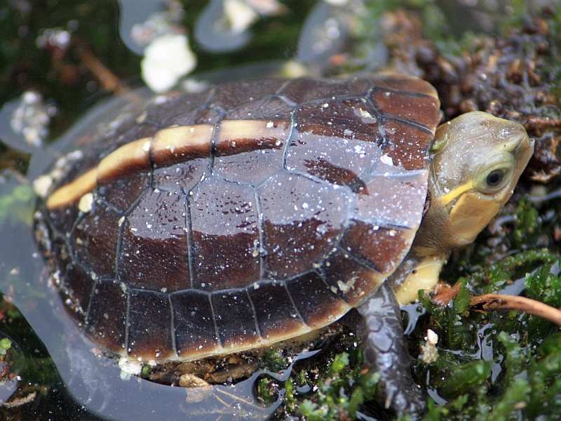Gelbrandscharnierschildkröte - Cuora flavomarginata kurz nach dem Schlupf