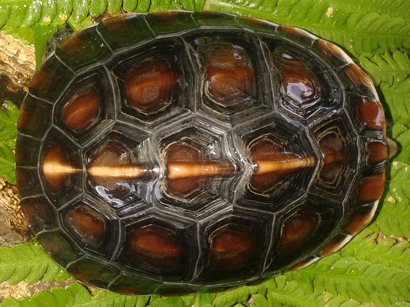 3 jähriges Tier der Gelbrandscharnierschildkröte - Cuora flavomarginata