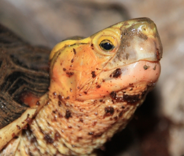 Ausgewachsenes Männchen der Gelbrandscharnierschildkröte- Cuora flavomarginata