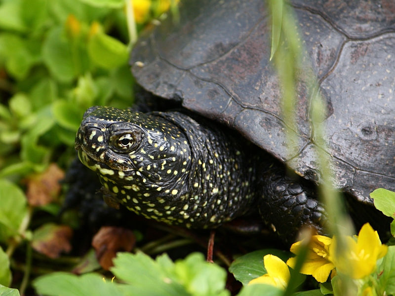 Ausgewachsenes Weibchen der Europäischen Sumpfschildkröte - Emys orbicularis