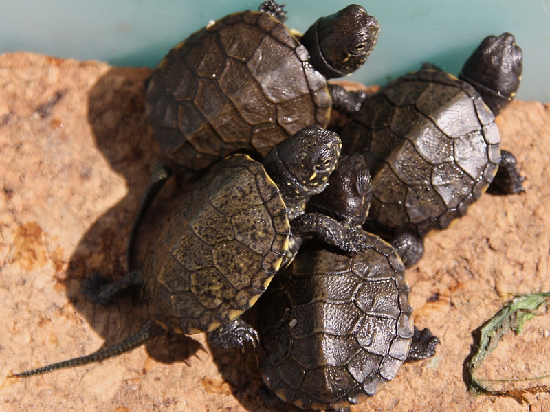 Schlüpflinge der Europäischen Sumpfschildkröte - Emys orbicularis