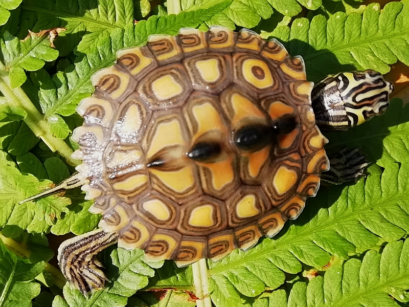 Jungtier der Gelbtupfenhöckerschildkröte - Graptemys flavimaculata