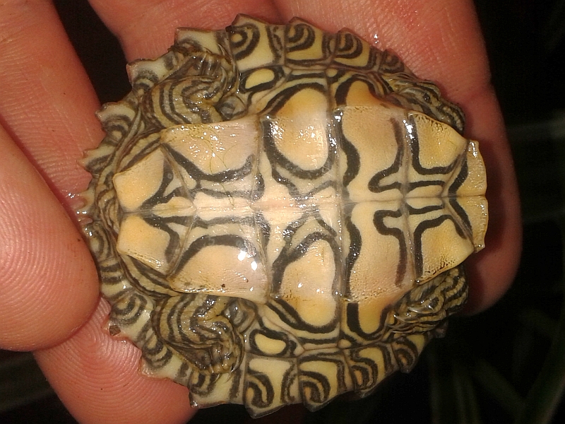 Jungtier der Gelbtupfenhöckerschildkröte - Graptemys flavimaculata