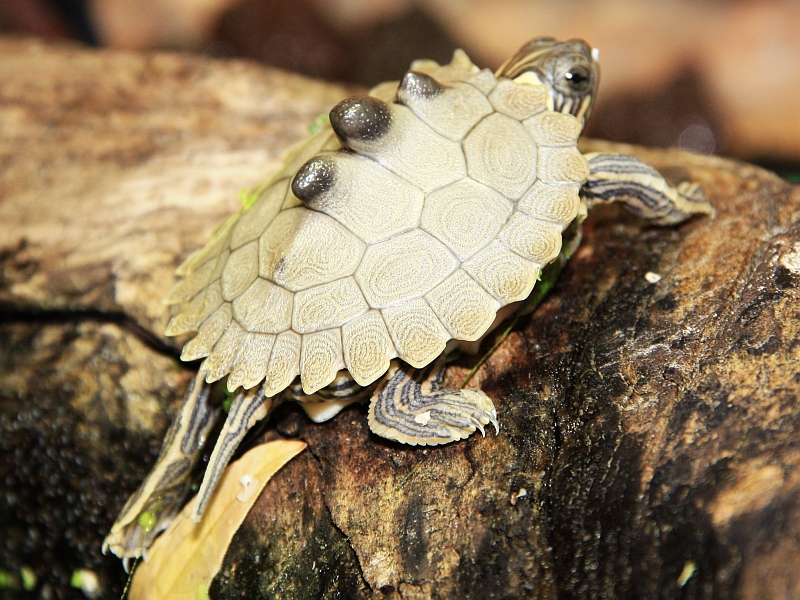 Jungtier der Schwarzknopfhöckerschildkröte - Graptemys nigrinoda