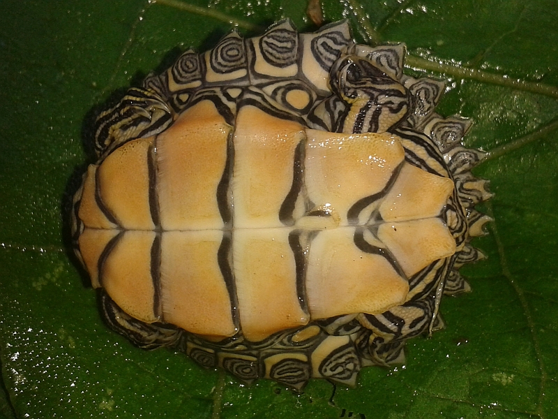 Jungtier der Schwarzknopfhöckerschildkröte - Graptemys nigrinoda