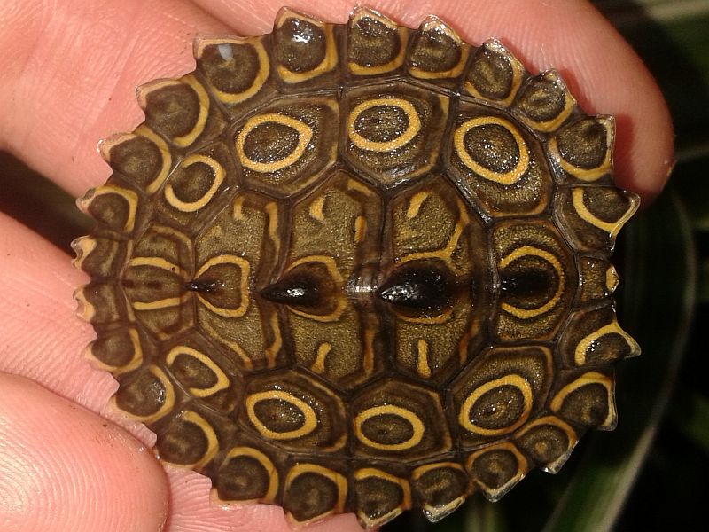 Wenige Wochen alte Jungtiere der Prachthöckerschildkröte - Graptemys oculifera
