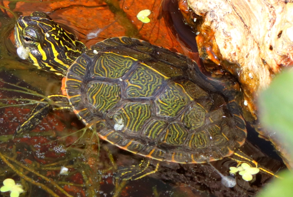 Westliche Zierschildkröte - Chrysemys picta bellii