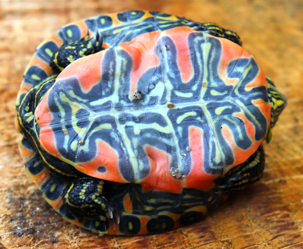 Jungtier der Westlichen Zierschildkröte - Chrysemys picta bellii