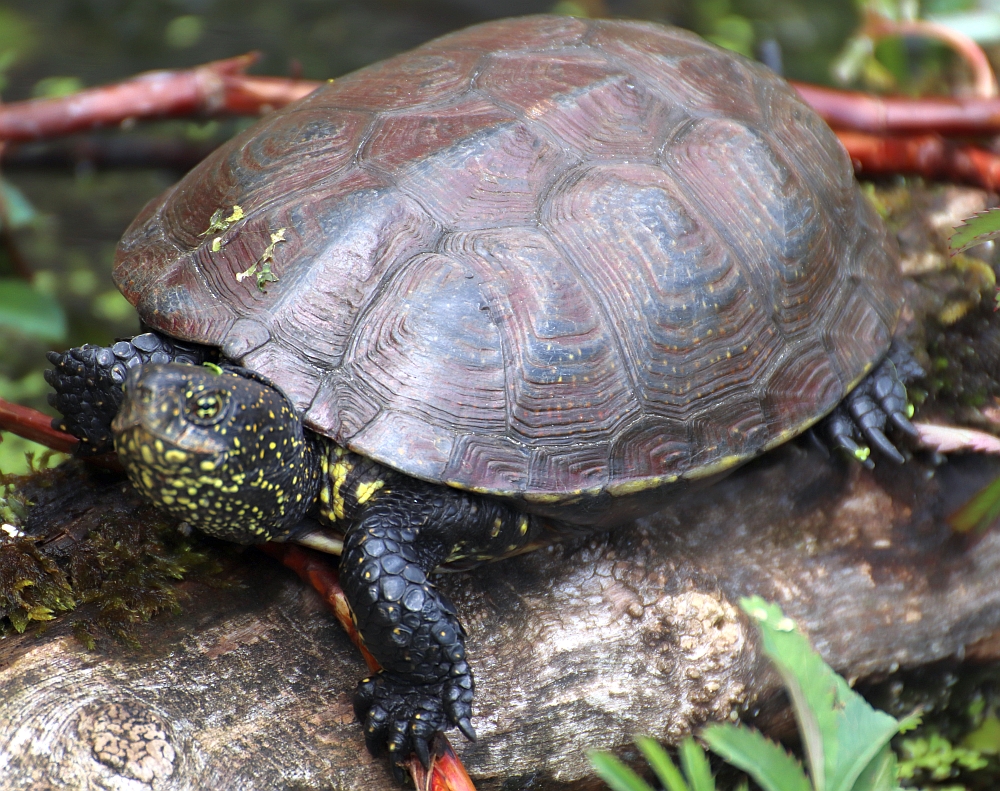 Emys orbicularis