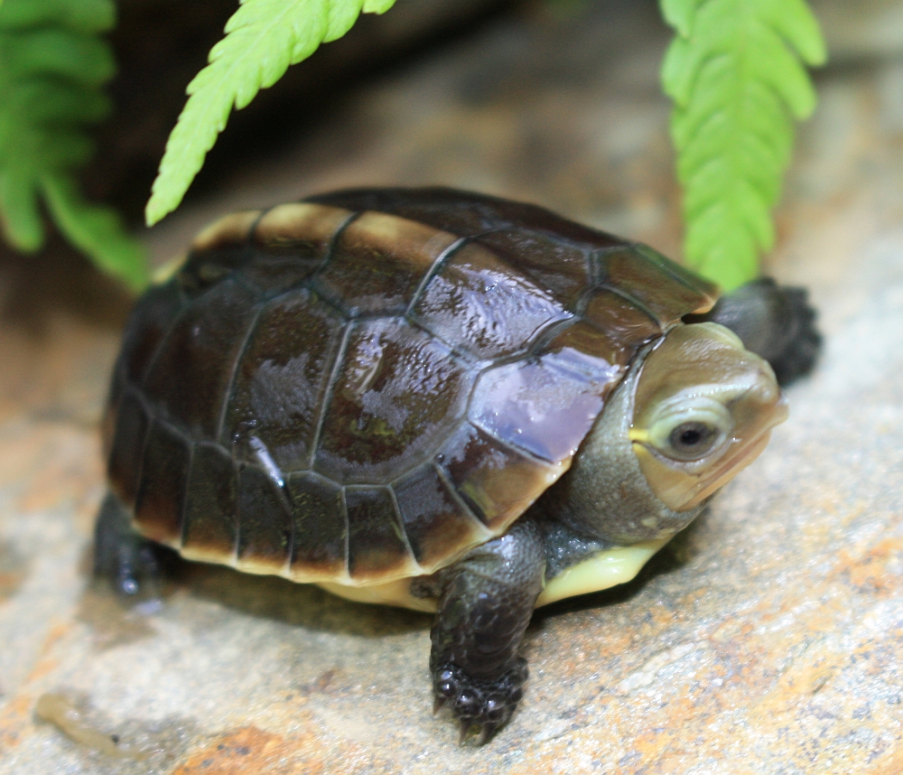 Frisch geschlüpfte Gelbrandscharnierschildkröte - Cuora flavomarginata