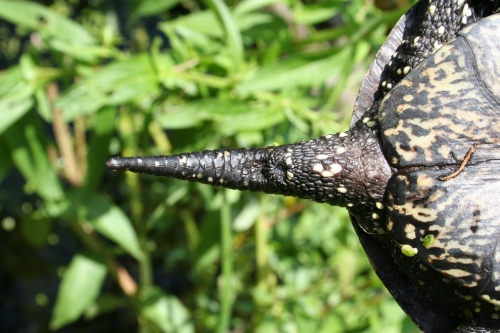 Europäische Sumpfschildkröte - Emys orbicularis