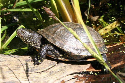 Europäische Sumpfschildkröte - Emys orbicularis