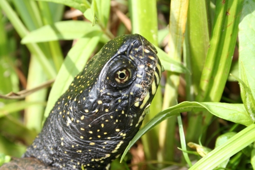 Europäische Sumpfschildkröte - Emys orbicularis