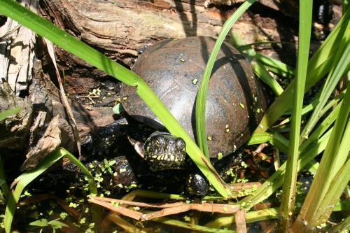 Europäische Sumpfschildkröte - Emys orbicularis