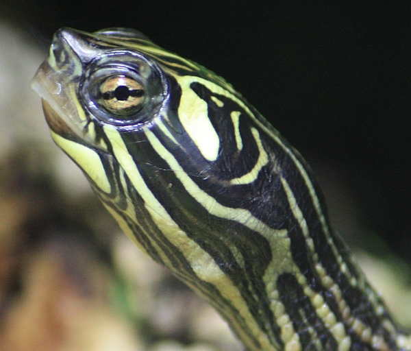 Männchen der Schwarzknopfhöckerschildkröte - Graptemys nigrinoda nigrinoda