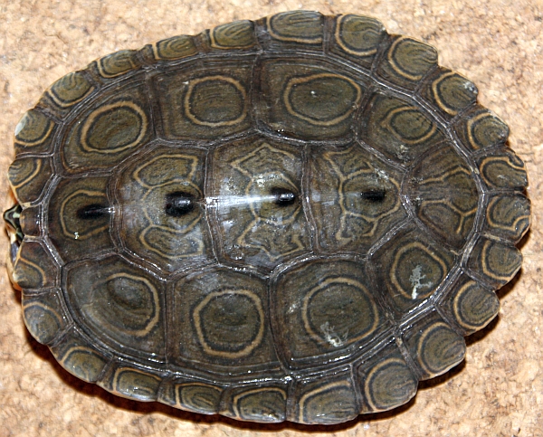 Weibchen der Schwarzknopfhöckerschildkröte - Graptemys nigrinoda nigrinoda
