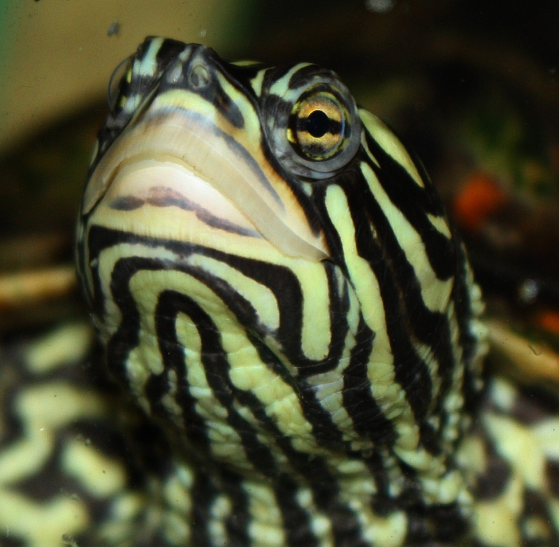 Weibchen der Gelbtupfenhöckerschildkröte - Graptemys flavimaculata