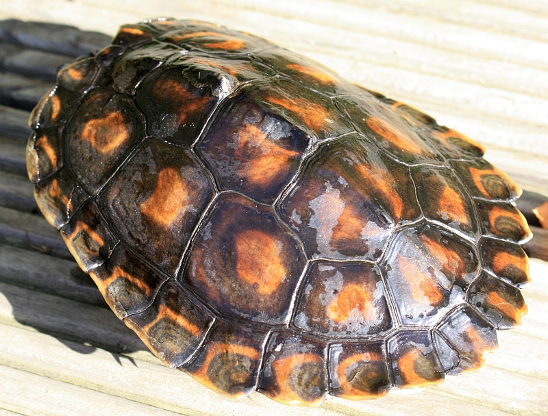 Weibchen der Gelbtupfenhöckerschildkröte