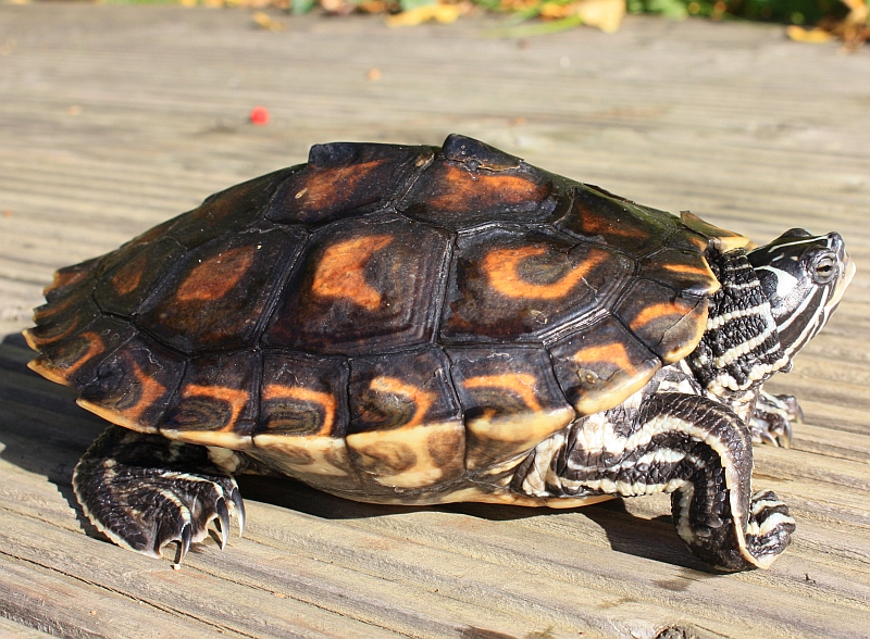 Weibchen der Gelbtupfenhöckerschildkröte - Graptemys flavimaculata