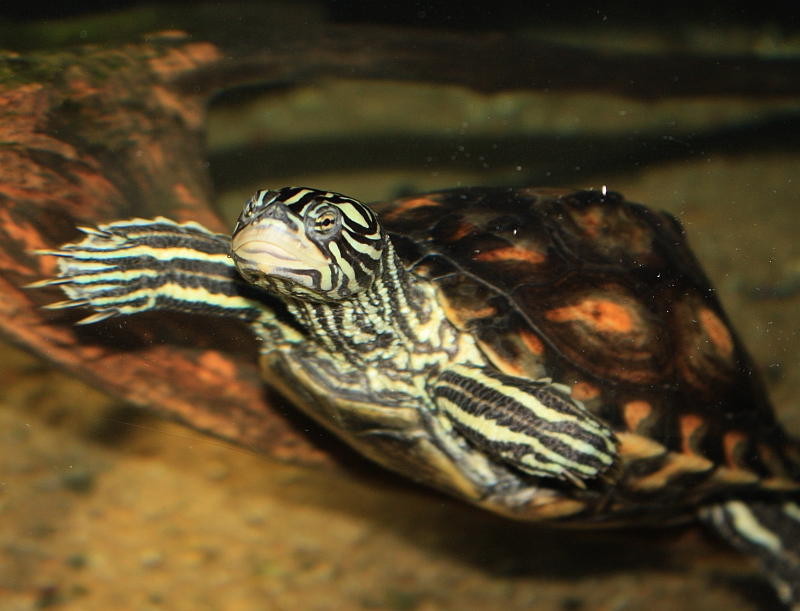 Weibchen der Gelbtupfenhöckerschildkröte - Graptemys flavimaculata